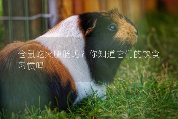 仓鼠吃火腿肠吗？你知道它们的饮食习惯吗
