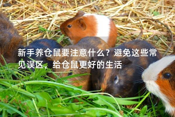 新手养仓鼠要注意什么？避免这些常见误区，给仓鼠更好的生活