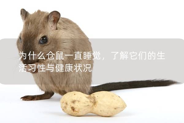 为什么仓鼠一直睡觉，了解它们的生活习性与健康状况