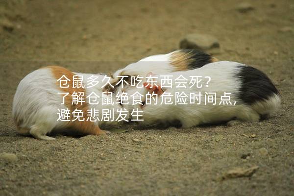仓鼠多久不吃东西会死？ 了解仓鼠绝食的危险时间点, 避免悲剧发生