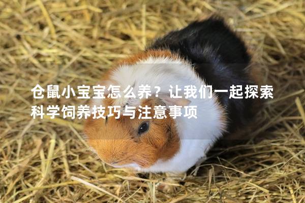 仓鼠小宝宝怎么养？让我们一起探索科学饲养技巧与注意事项