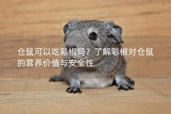 仓鼠可以吃彩椒吗？了解彩椒对仓鼠的营养价值与安全性