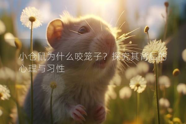 小仓鼠为什么咬笼子？探究其背后的心理与习性
