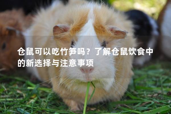 仓鼠可以吃竹笋吗？了解仓鼠饮食中的新选择与注意事项