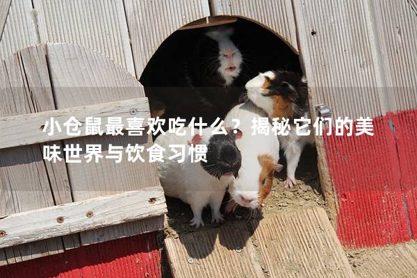 小仓鼠最喜欢吃什么？揭秘它们的美味世界与饮食习惯