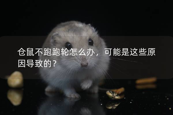 仓鼠不跑跑轮怎么办，可能是这些原因导致的？