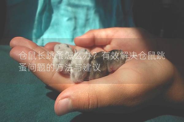 仓鼠长跳蚤怎么办？有效解决仓鼠跳蚤问题的方法与建议