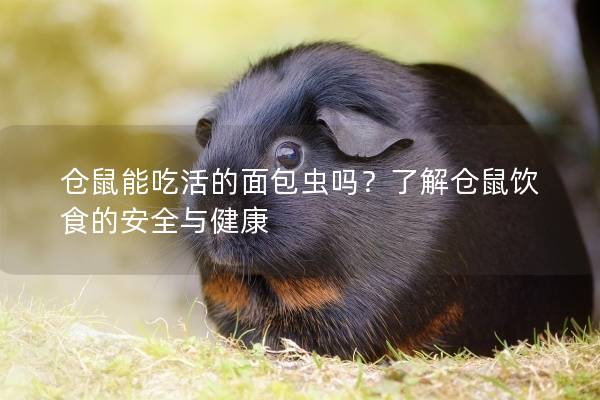 仓鼠能吃活的面包虫吗？了解仓鼠饮食的安全与健康