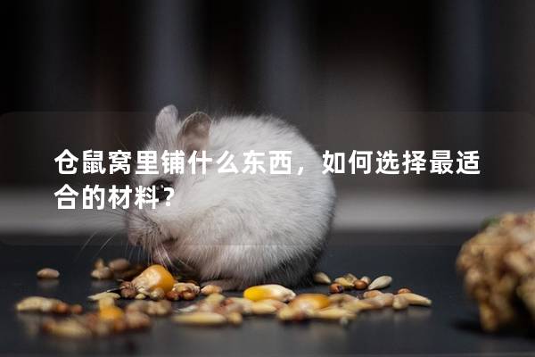 仓鼠窝里铺什么东西，如何选择最适合的材料？