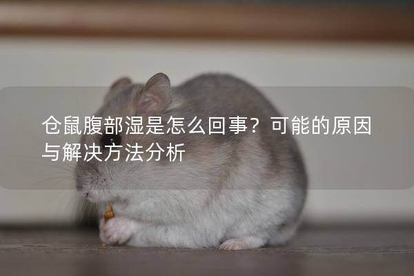仓鼠腹部湿是怎么回事？可能的原因与解决方法分析