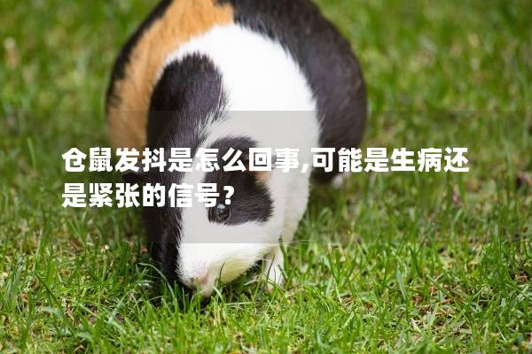 仓鼠发抖是怎么回事,可能是生病还是紧张的信号？