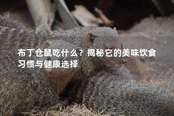 布丁仓鼠吃什么？揭秘它的美味饮食习惯与健康选择