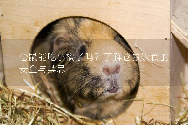 仓鼠能吃小橘子吗？了解仓鼠饮食的安全与禁忌