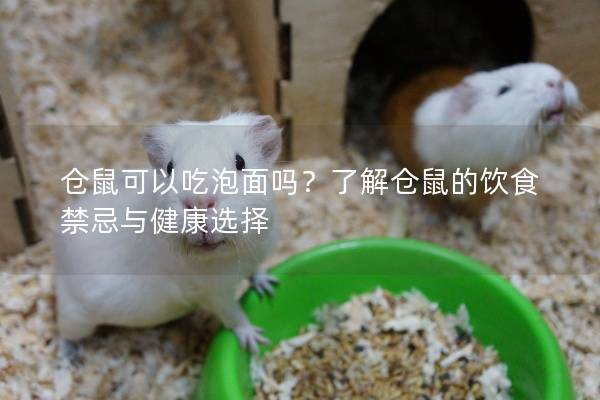 仓鼠可以吃泡面吗？了解仓鼠的饮食禁忌与健康选择