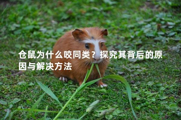 仓鼠为什么咬同类？探究其背后的原因与解决方法