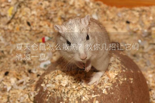 夏天仓鼠怎么散热？教你几招让它们清凉一夏