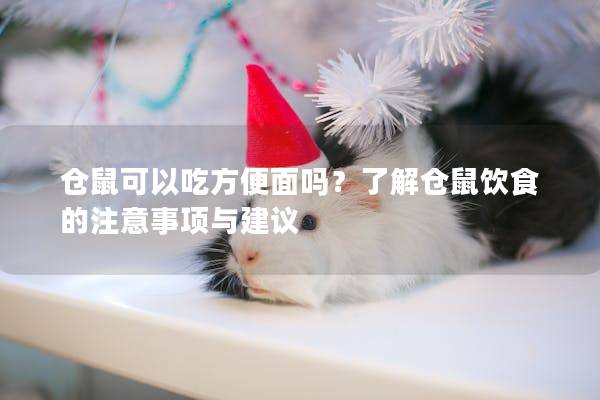 仓鼠可以吃方便面吗？了解仓鼠饮食的注意事项与建议