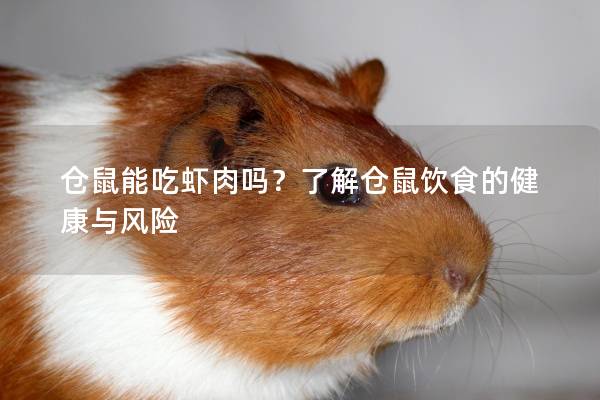 仓鼠能吃虾肉吗？了解仓鼠饮食的健康与风险