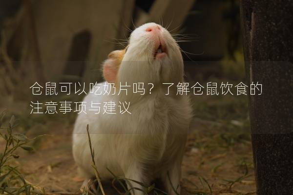 仓鼠可以吃奶片吗？了解仓鼠饮食的注意事项与建议