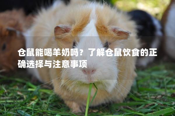 仓鼠能喝羊奶吗？了解仓鼠饮食的正确选择与注意事项