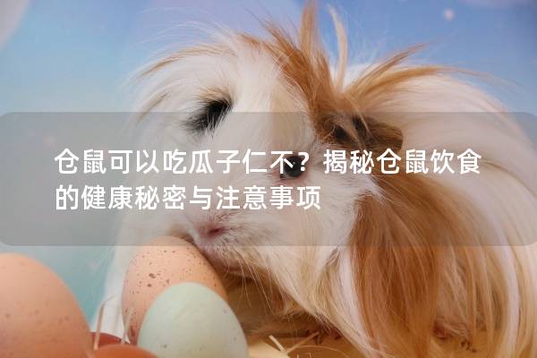 仓鼠可以吃瓜子仁不？揭秘仓鼠饮食的健康秘密与注意事项