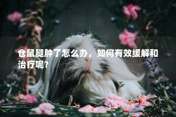 仓鼠腿肿了怎么办，如何有效缓解和治疗呢？