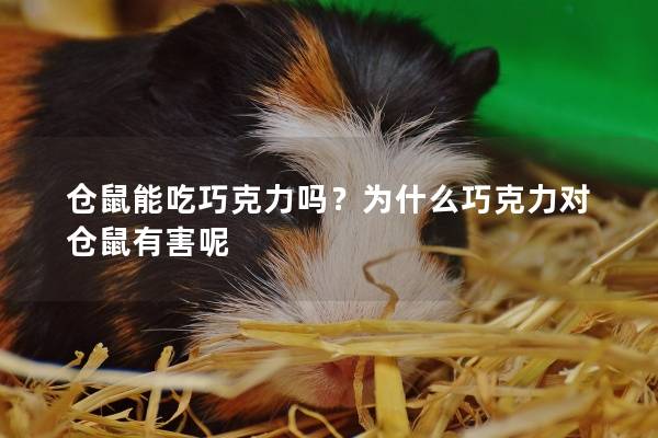 仓鼠能吃巧克力吗？为什么巧克力对仓鼠有害呢