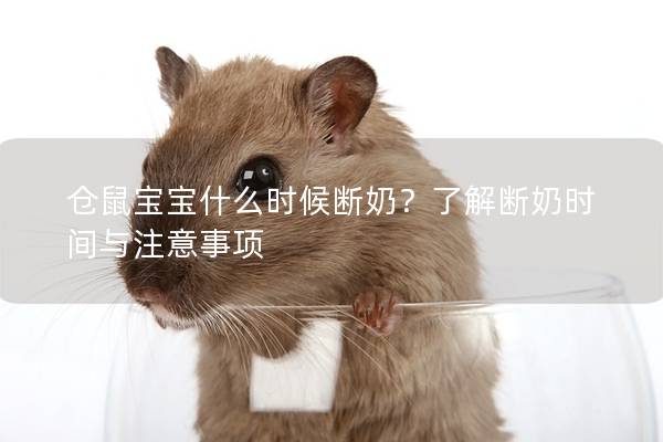 仓鼠宝宝什么时候断奶？了解断奶时间与注意事项