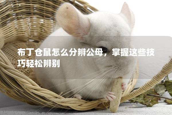 布丁仓鼠怎么分辨公母，掌握这些技巧轻松辨别