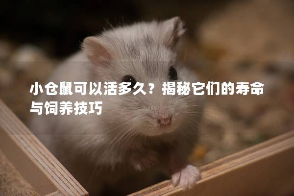 小仓鼠可以活多久？揭秘它们的寿命与饲养技巧