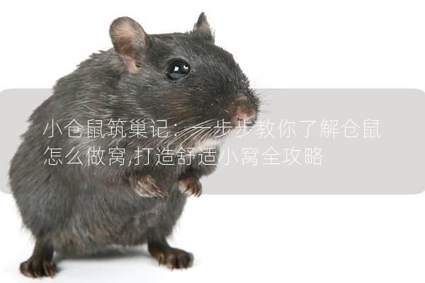 小仓鼠筑巢记：一步步教你了解仓鼠怎么做窝,打造舒适小窝全攻略