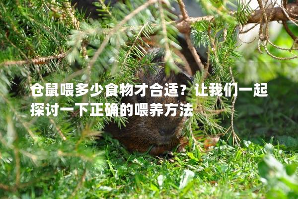 仓鼠喂多少食物才合适？让我们一起探讨一下正确的喂养方法