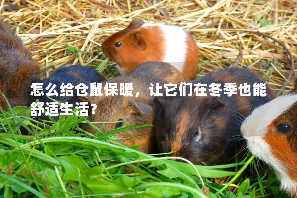 怎么给仓鼠保暖，让它们在冬季也能舒适生活？