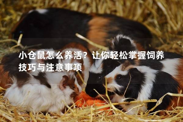小仓鼠怎么养活？让你轻松掌握饲养技巧与注意事项