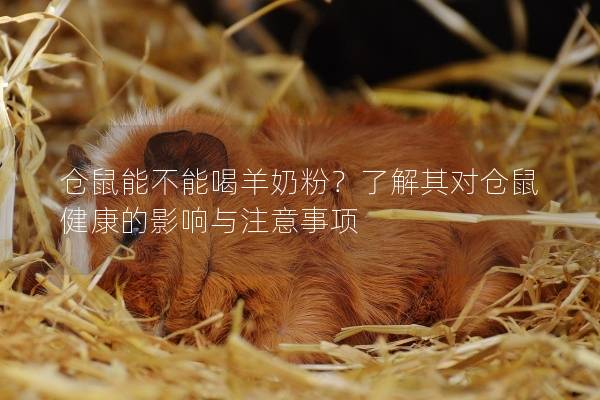 仓鼠能不能喝羊奶粉？了解其对仓鼠健康的影响与注意事项