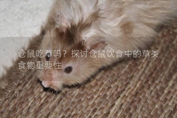 仓鼠吃草吗？探讨仓鼠饮食中的草类食物重要性