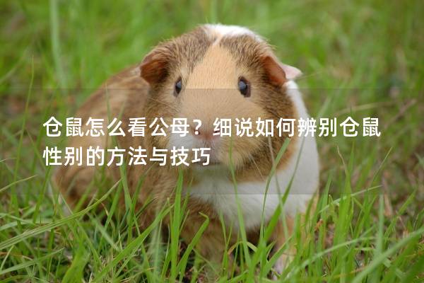 仓鼠怎么看公母？细说如何辨别仓鼠性别的方法与技巧