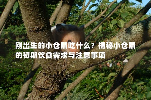 刚出生的小仓鼠吃什么？揭秘小仓鼠的初期饮食需求与注意事项