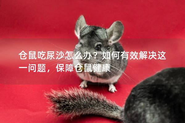 仓鼠吃尿沙怎么办？如何有效解决这一问题，保障仓鼠健康