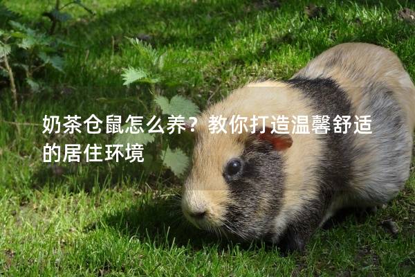 奶茶仓鼠怎么养？教你打造温馨舒适的居住环境