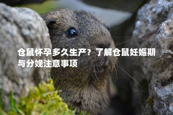 仓鼠怀孕多久生产？了解仓鼠妊娠期与分娩注意事项