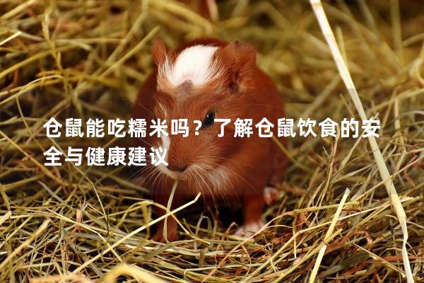 仓鼠能吃糯米吗？了解仓鼠饮食的安全与健康建议