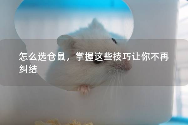 怎么选仓鼠，掌握这些技巧让你不再纠结