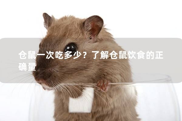 仓鼠一次吃多少？了解仓鼠饮食的正确量