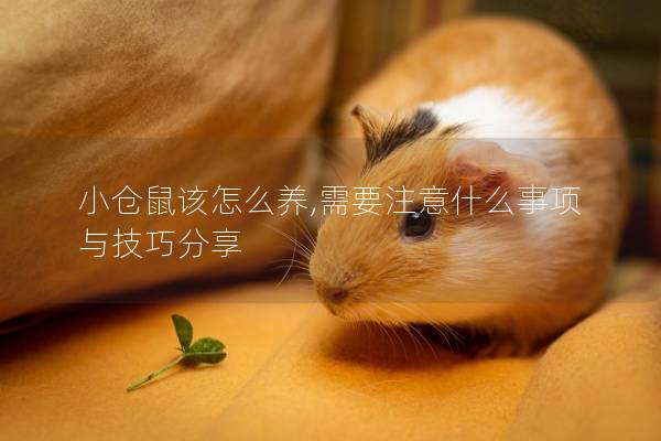 小仓鼠该怎么养,需要注意什么事项与技巧分享