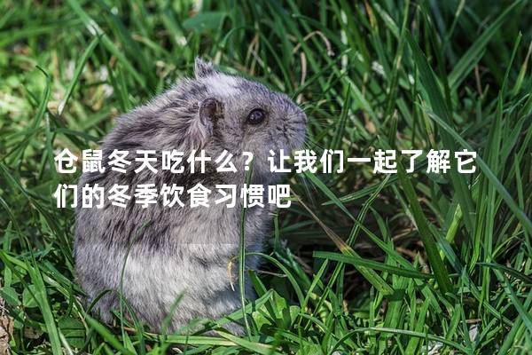 仓鼠冬天吃什么？让我们一起了解它们的冬季饮食习惯吧
