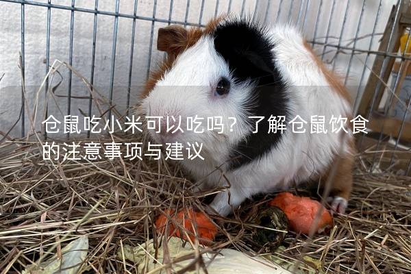仓鼠吃小米可以吃吗？了解仓鼠饮食的注意事项与建议