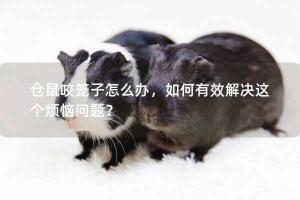 仓鼠咬笼子怎么办，如何有效解决这个烦恼问题？