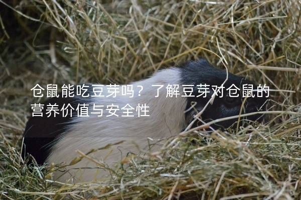 仓鼠能吃豆芽吗？了解豆芽对仓鼠的营养价值与安全性