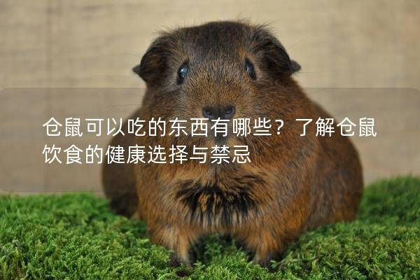仓鼠可以吃的东西有哪些？了解仓鼠饮食的健康选择与禁忌